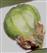  Fruit L.S.